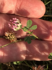 Trifolium hybridum