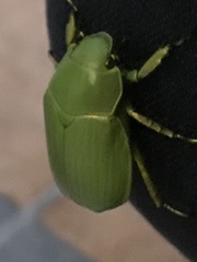 Chrysina psittacina