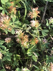 Trifolium hybridum