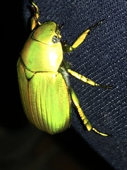 Chrysina psittacina