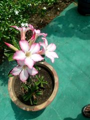 Adenium obesum