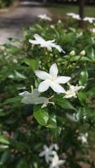 Tabernaemontana divaricata