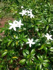 Tabernaemontana divaricata