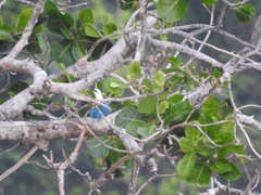 Todiramphus saurophagus