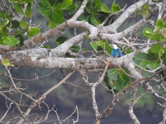 Todiramphus saurophagus