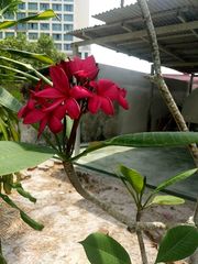 Plumeria rubra