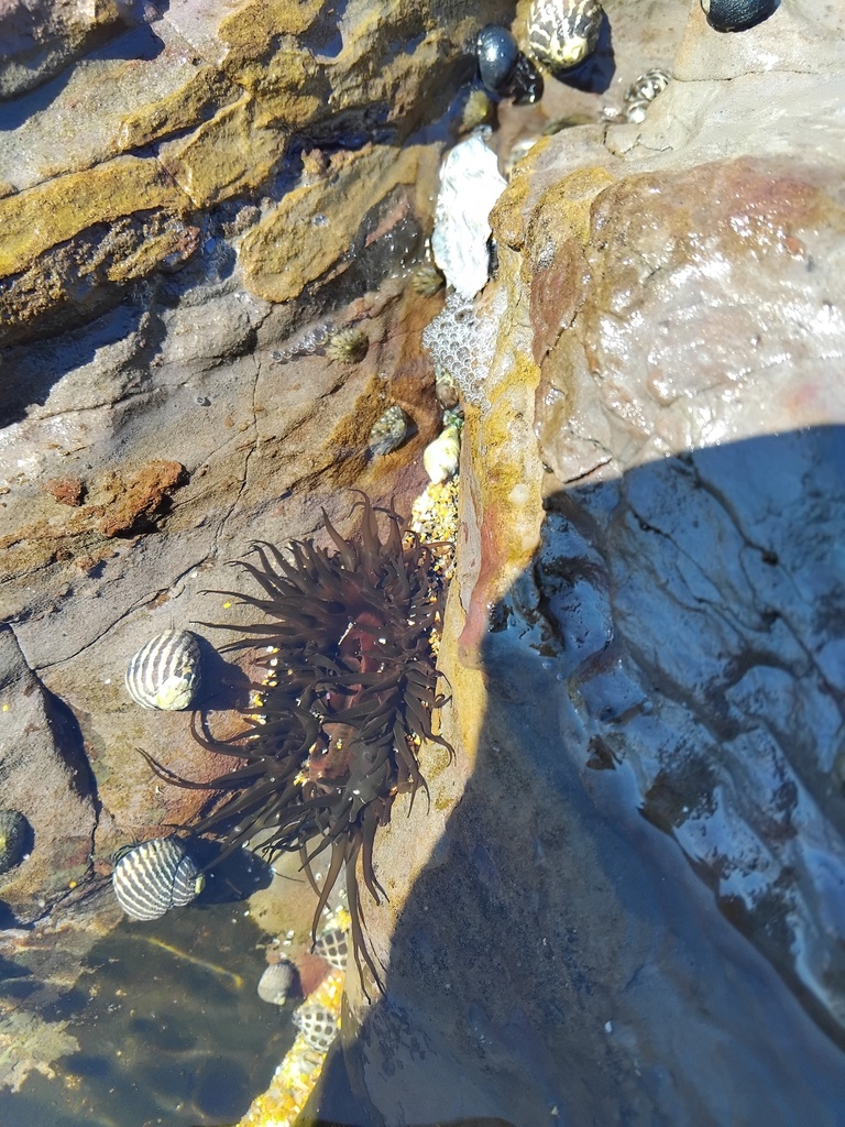 Snake Lock Breeding Green snakelock anemone from Sydney NSW, Australia on September 17 ...