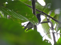 Rhipidura cockerelli