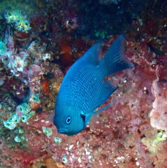 Blackray Damselfish photo 4