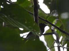 Rhipidura cockerelli