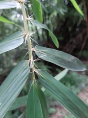 Bambusa pachinensis