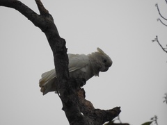 Cacatua ducorpsii
