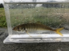 Trachurus japonicus