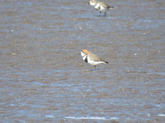 Charadrius falklandicus