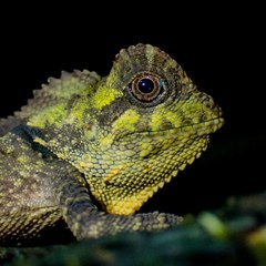 Gonocephalus kuhlii