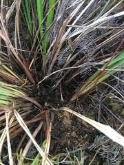 Dianella latissima