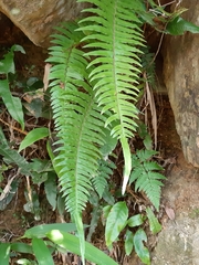 Microlepia hookeriana