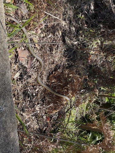 Common Tree Snake sighting