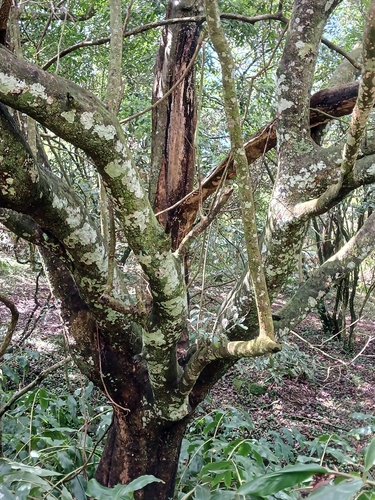 Combretum kraussii, photograph 4