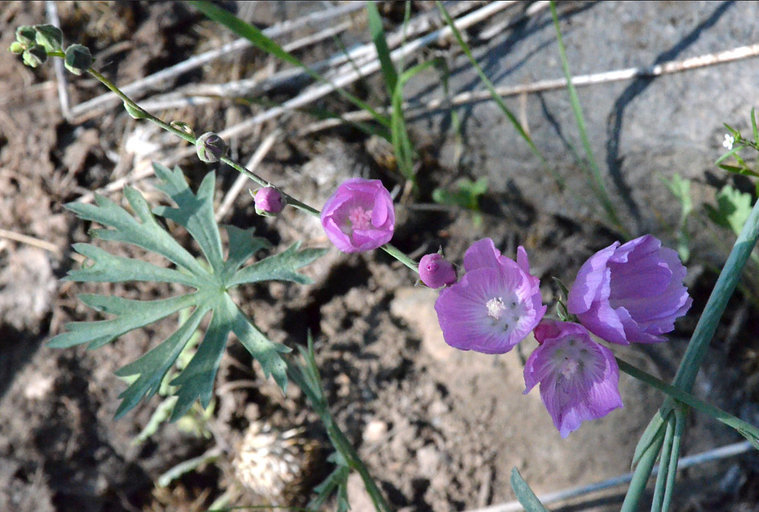 Sidalcea multifida