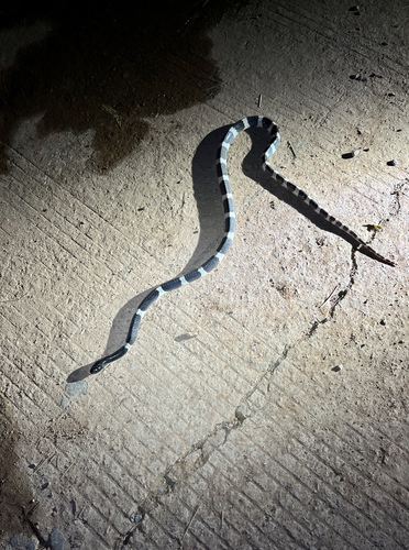 Wanghaoting's Krait
