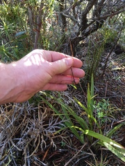 Dianella haematica