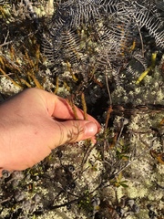 Lateristachys lateralis