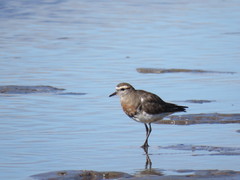 Charadrius modestus