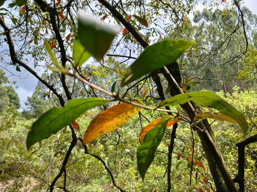 Combretum kraussii, photograph 5