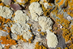 Protoparmeliopsis pinguis