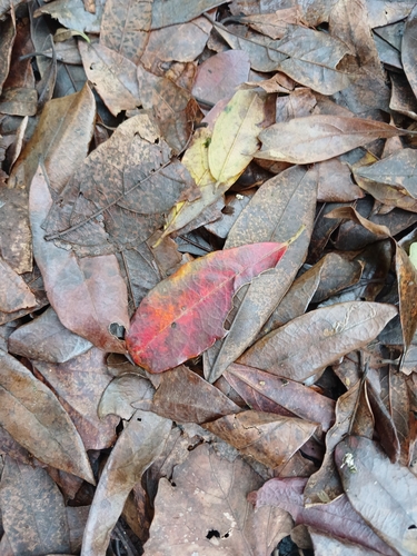 Combretum kraussii, photograph 6