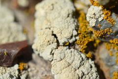Protoparmeliopsis pinguis