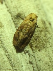 Cochylis