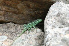 Emerald Mountain Dragon photo 2