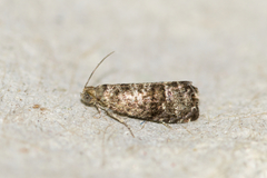 Grapholita packardi