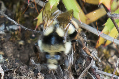 Bombus bifarius