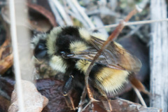 Bombus bifarius
