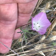 Sidalcea diploscypha