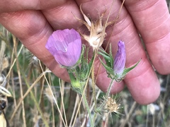 Sidalcea diploscypha