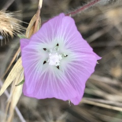 Sidalcea diploscypha