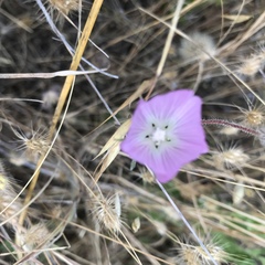 Sidalcea diploscypha