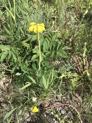 Lomatium triternatum