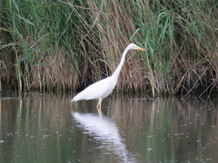 Ardea alba