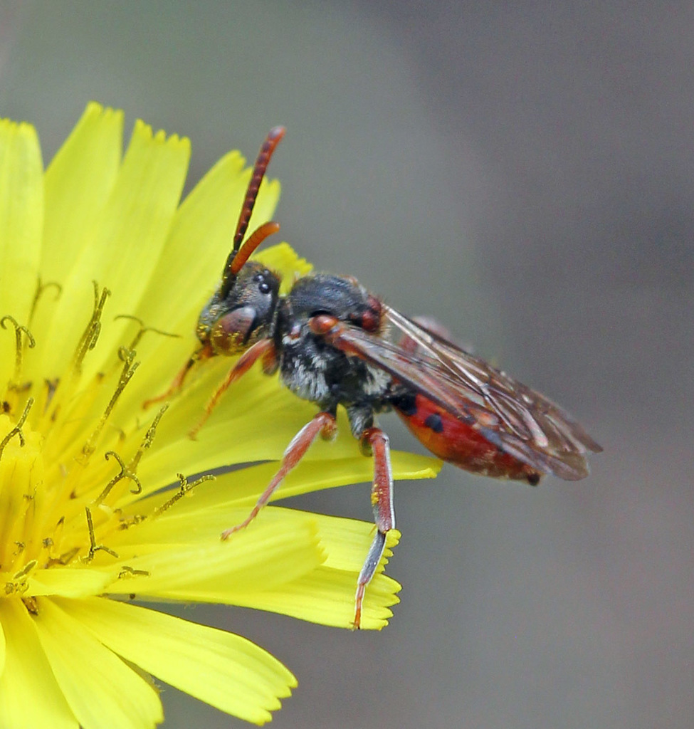 Cat's-ear Nomad Bee