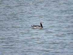 Branta leucopsis