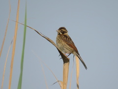 Emberiza schoeniclus