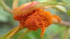 Phragmidium mucronatum