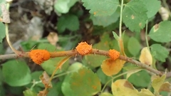 Phragmidium mucronatum