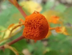 Phragmidium mucronatum