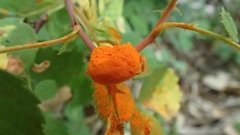 Phragmidium mucronatum